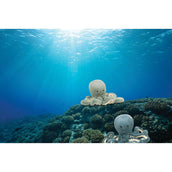 Load image into Gallery viewer, JELLYCAT ODYSSEY OCTOPUS LITTLE ODYL2OC 2